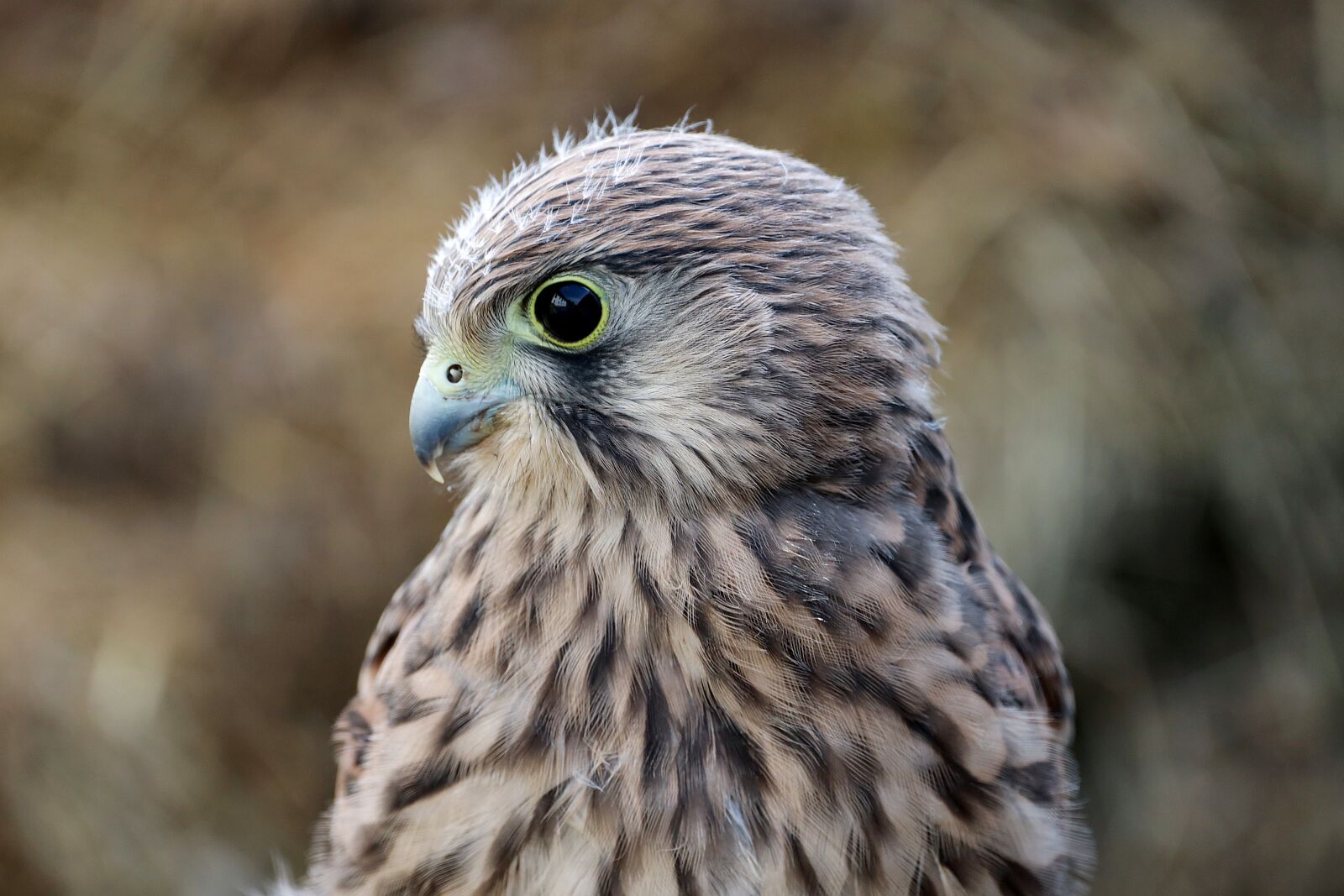 Canon EOS R sample photo. Falcon, young hawk, bird photography