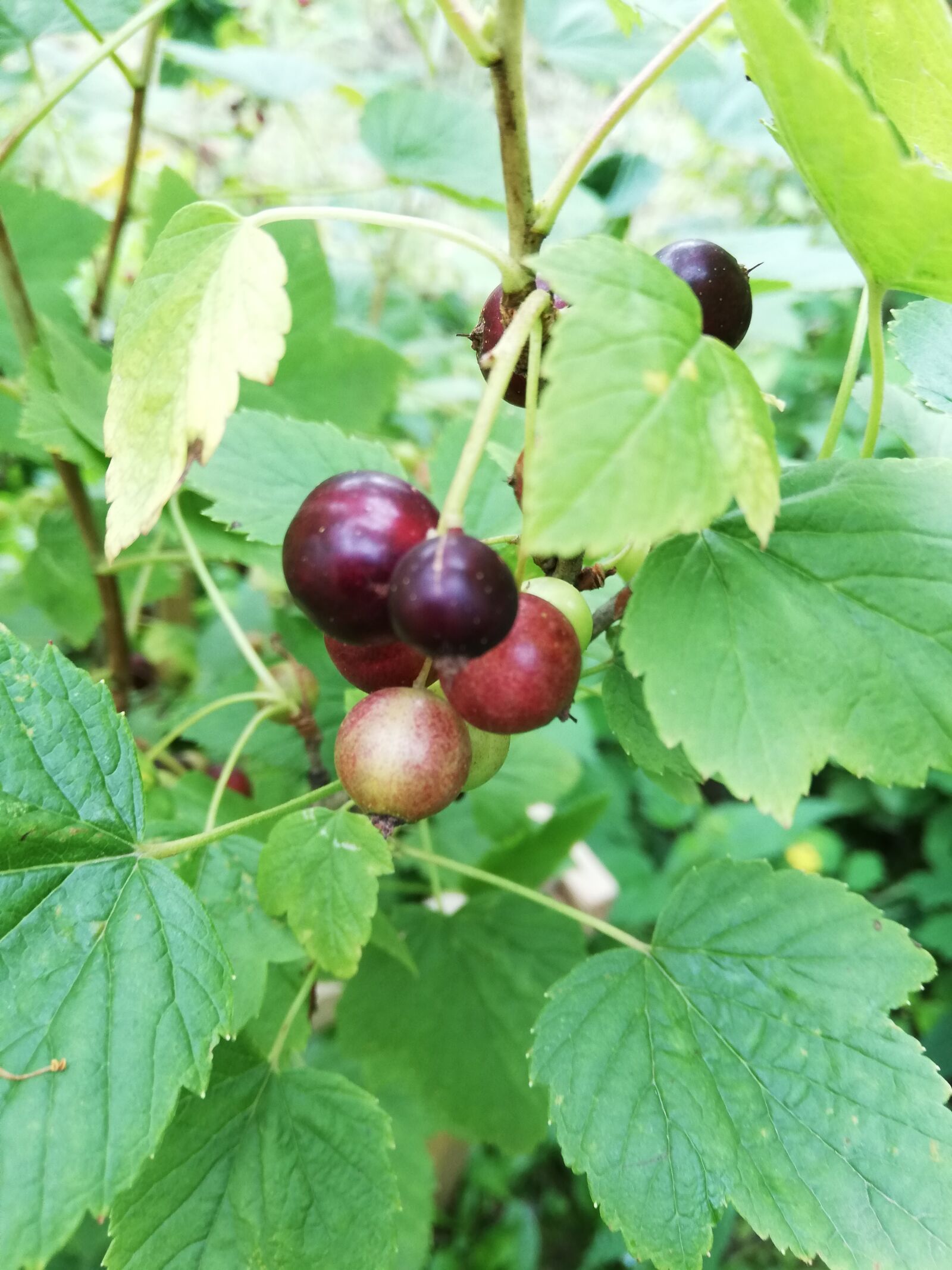 HUAWEI P20 lite sample photo. Currant, berry, day photography