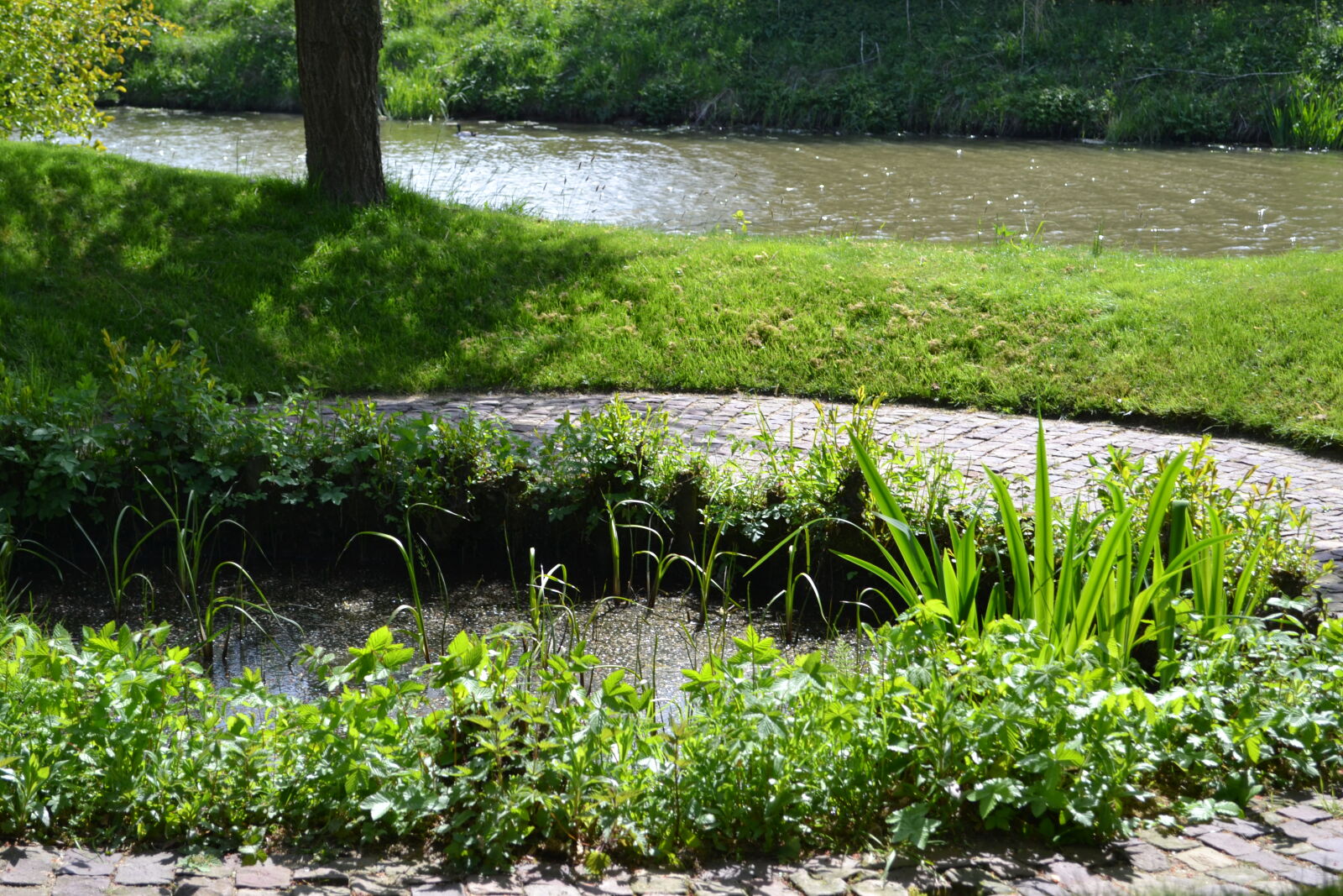 Nikon D3100 sample photo. Greenery, mevrouw, s, mylifewiths photography