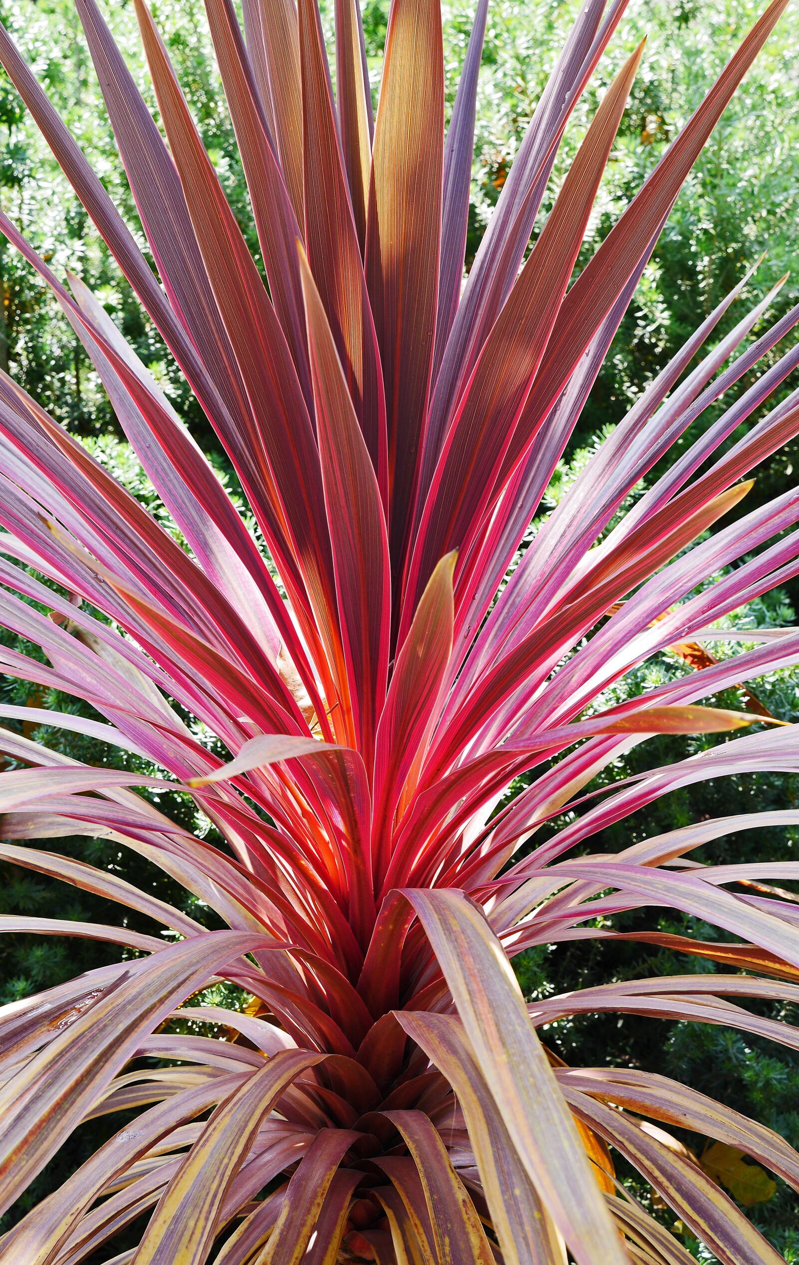 Panasonic Lumix DMC-GH3 sample photo. Foliage plant, mediteran, park photography