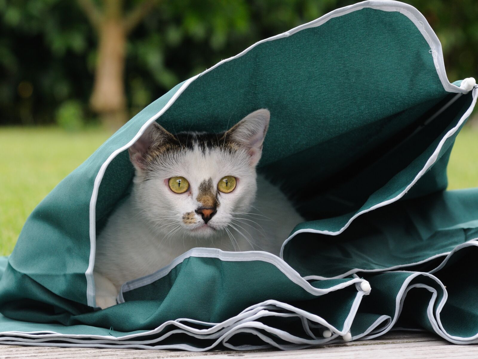Nikon D300 sample photo. Cat, feline, play photography