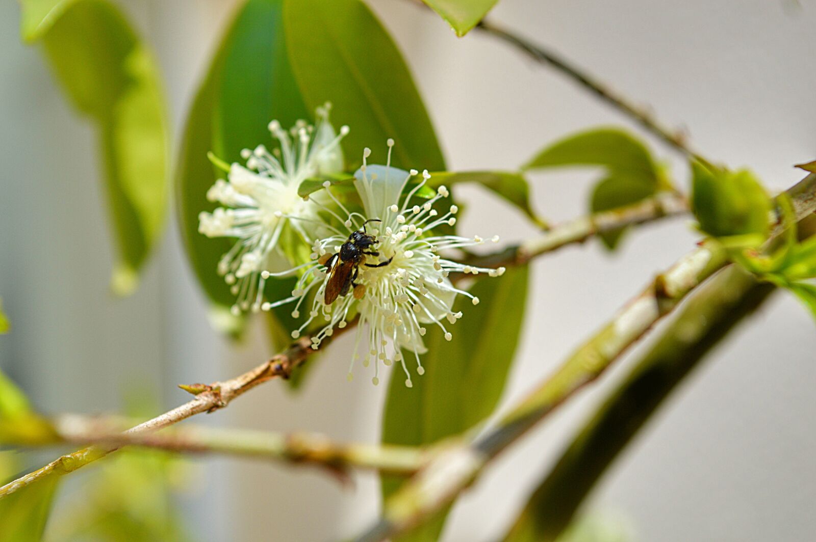 Nikon D3200 sample photo. Cherry, bud, spring photography