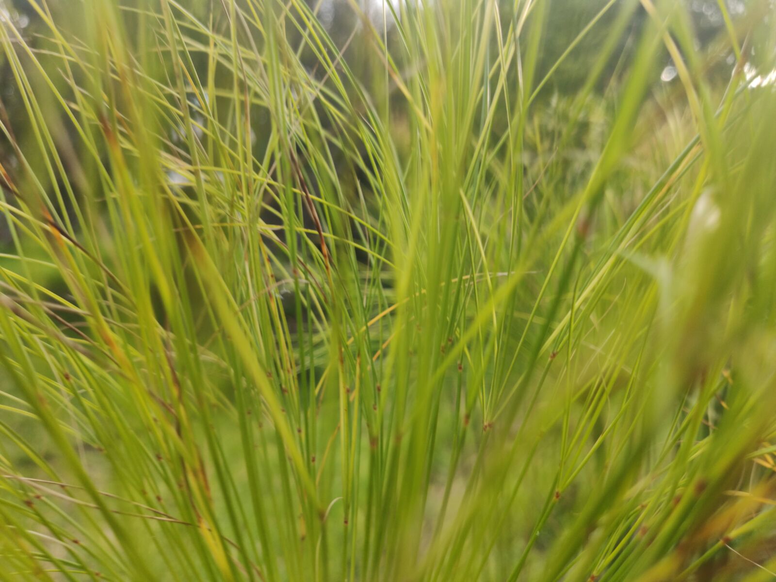 Xiaomi MI 9 sample photo. Green, nature, grass photography