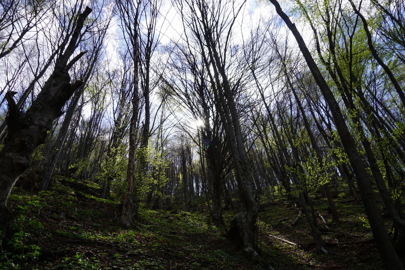 Sony E 16-50mm F3.5-5.6 PZ OSS sample photo. Nature, forest, light photography