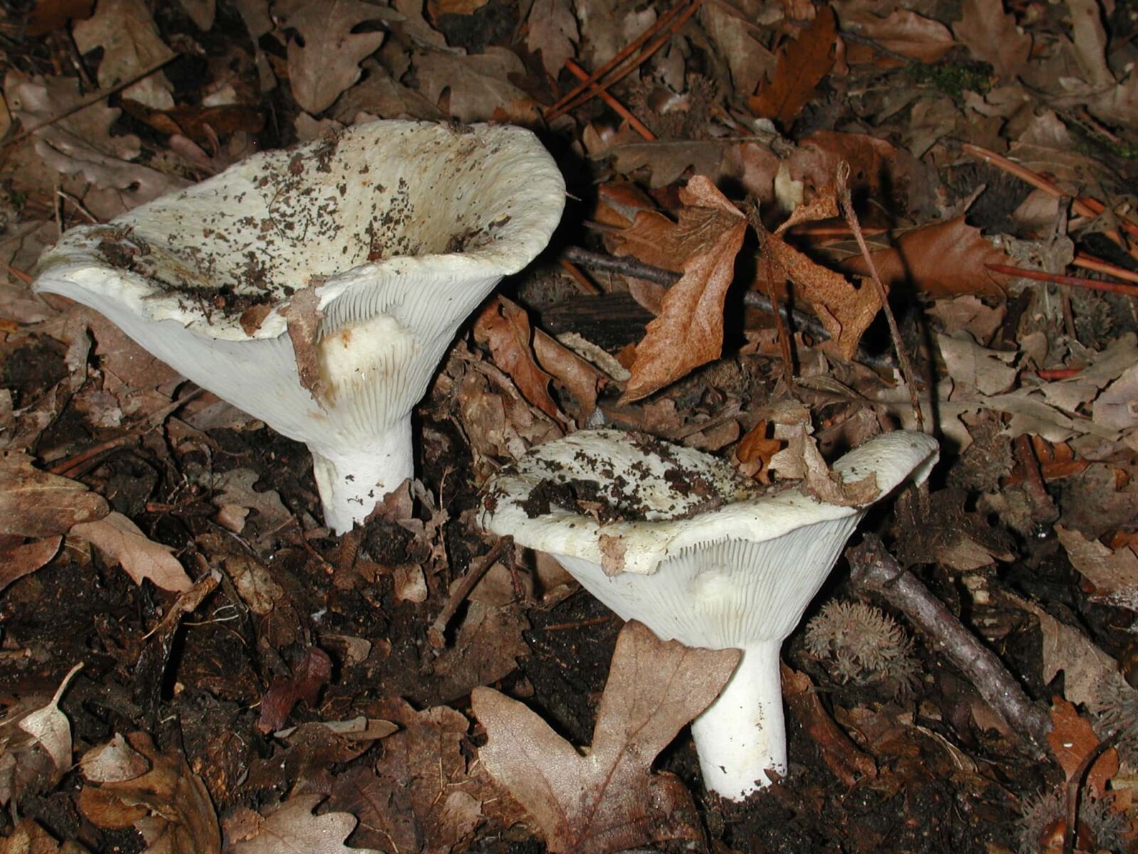 Nikon E990 sample photo. Nature, fungus, mushroom, spore photography