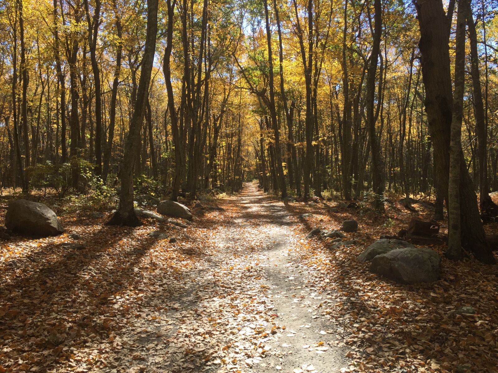 iPhone 6 Plus back camera 4.15mm f/2.2 sample photo. Woods, hiking, outdoors photography