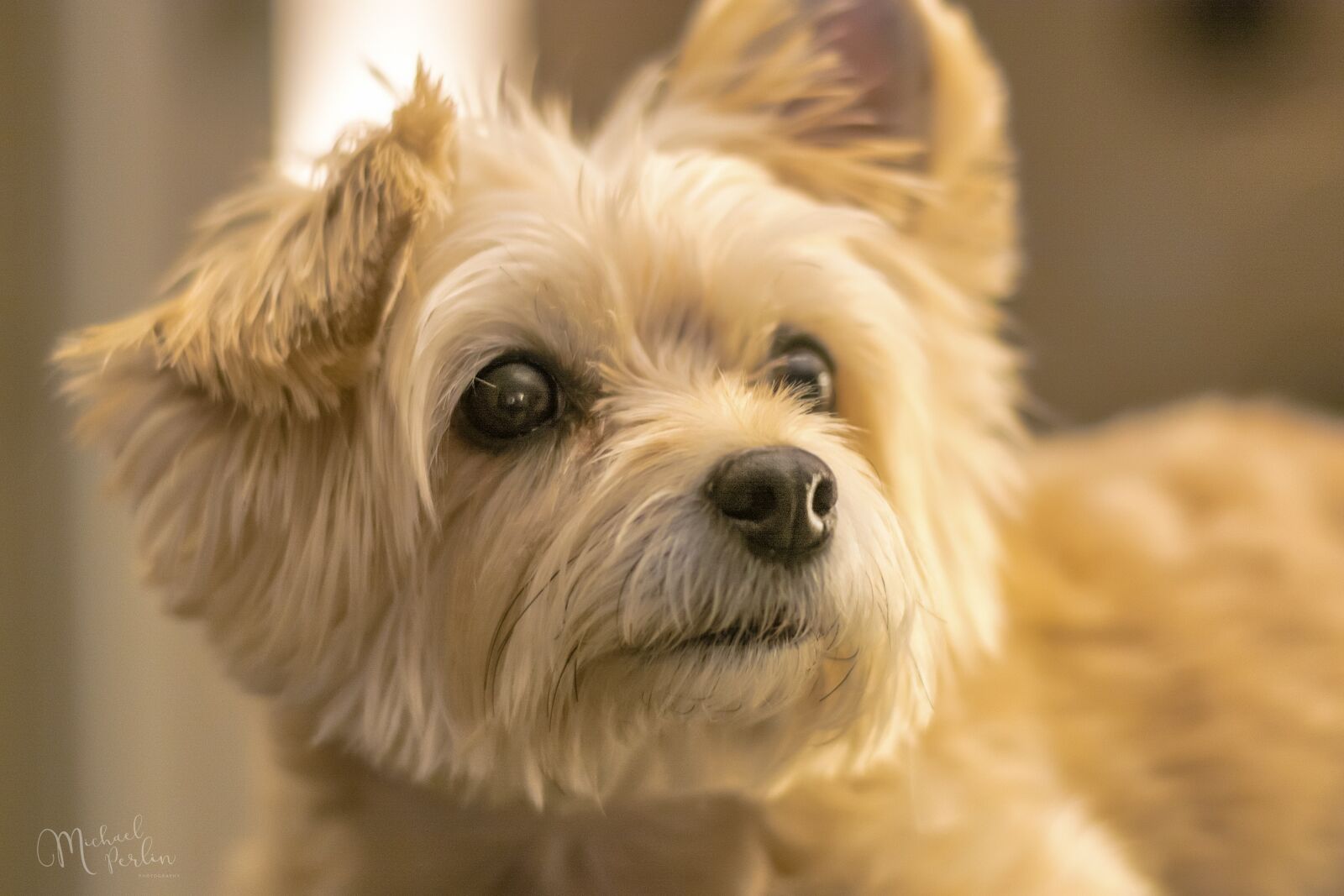 Nikon D7100 sample photo. Dogs, havashire, very cute photography
