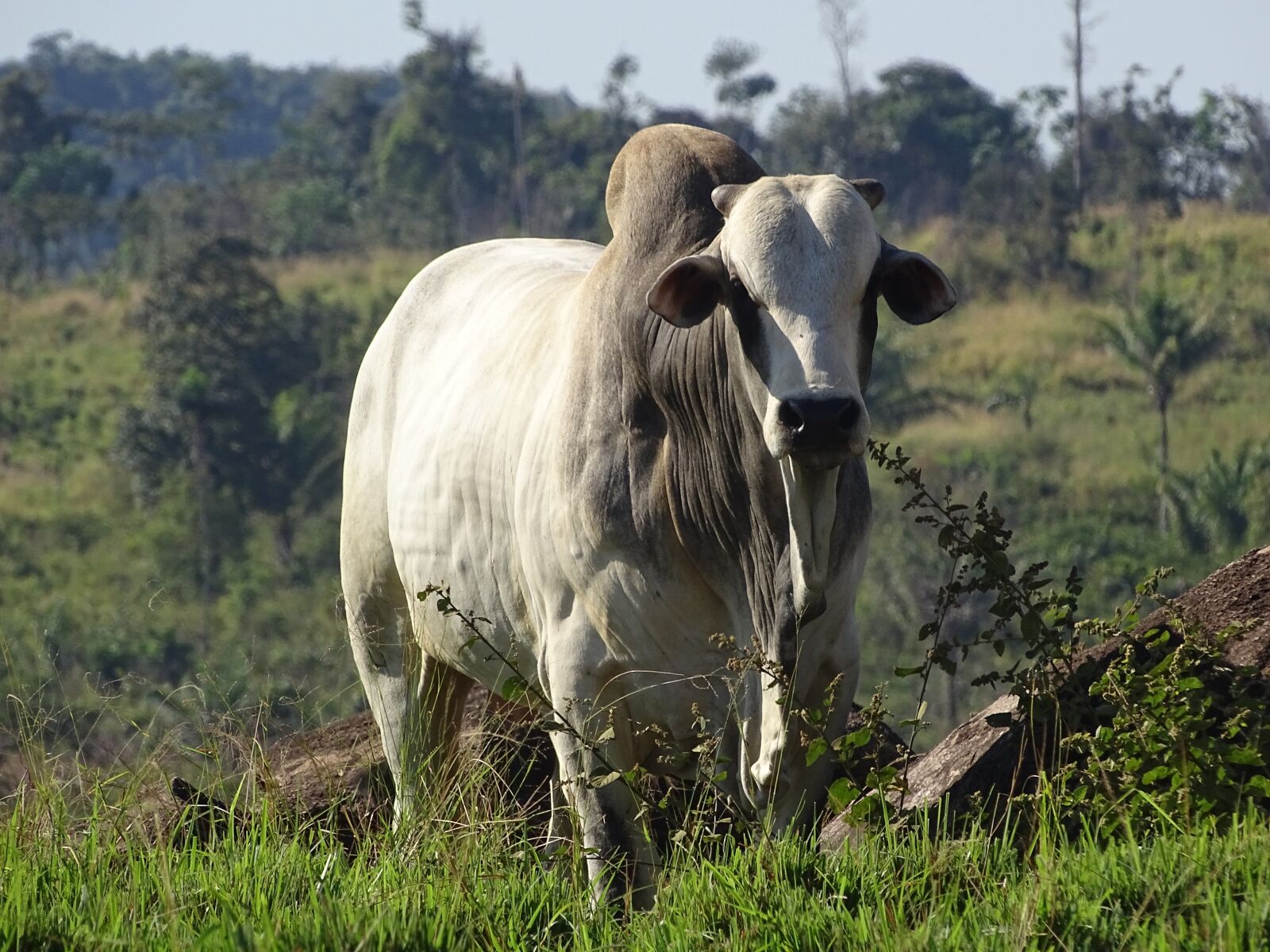 Sony Cyber-shot DSC-HX400V sample photo. Cow, nelore, nature photography