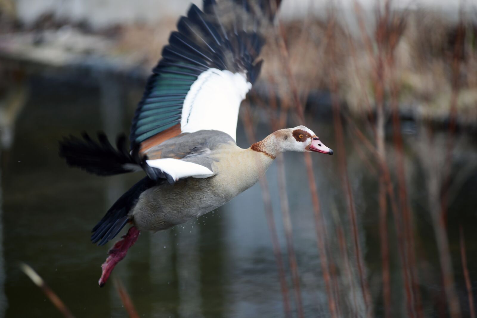 Nikon D800 sample photo. Nilgans, goose, bird photography