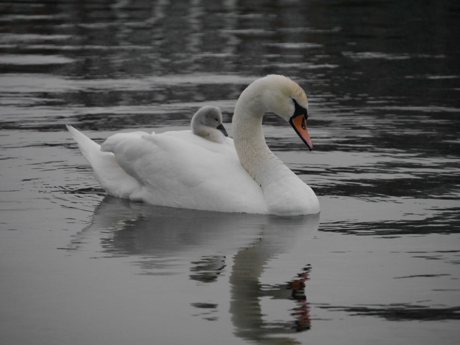 Panasonic Lumix DMC-G6 sample photo. Swans, cignet, baby swan photography