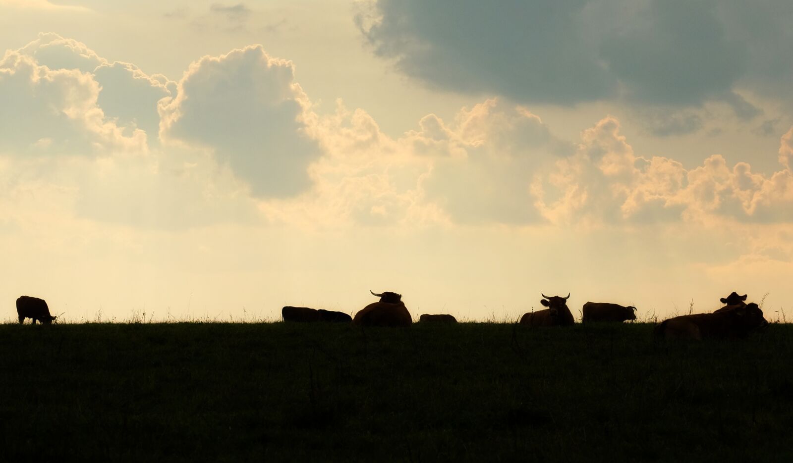 Fujifilm X-T10 sample photo. Cows, cattle, flock photography