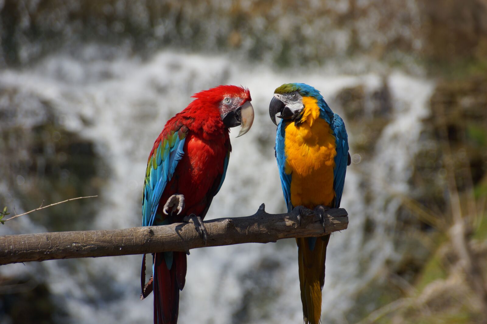 Sony DT 18-250mm F3.5-6.3 sample photo. Parrot, macaw, bird photography