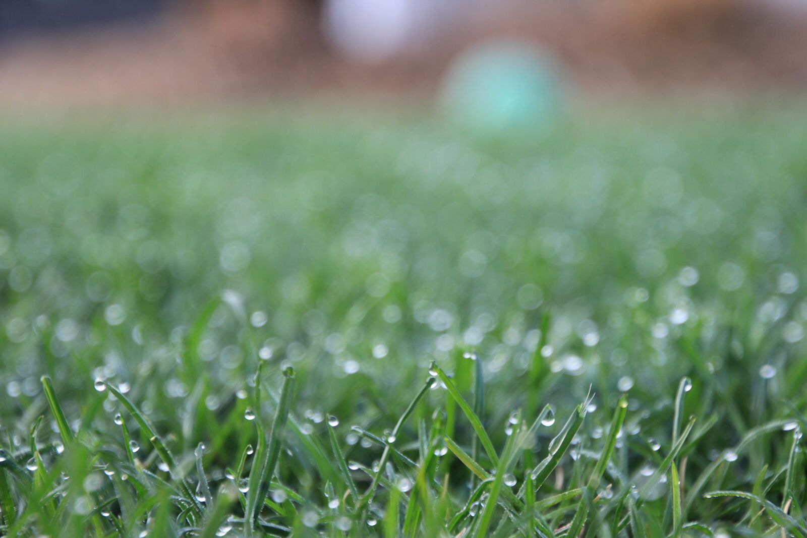 Canon EOS 600D (Rebel EOS T3i / EOS Kiss X5) sample photo. Grass, wet, close up photography