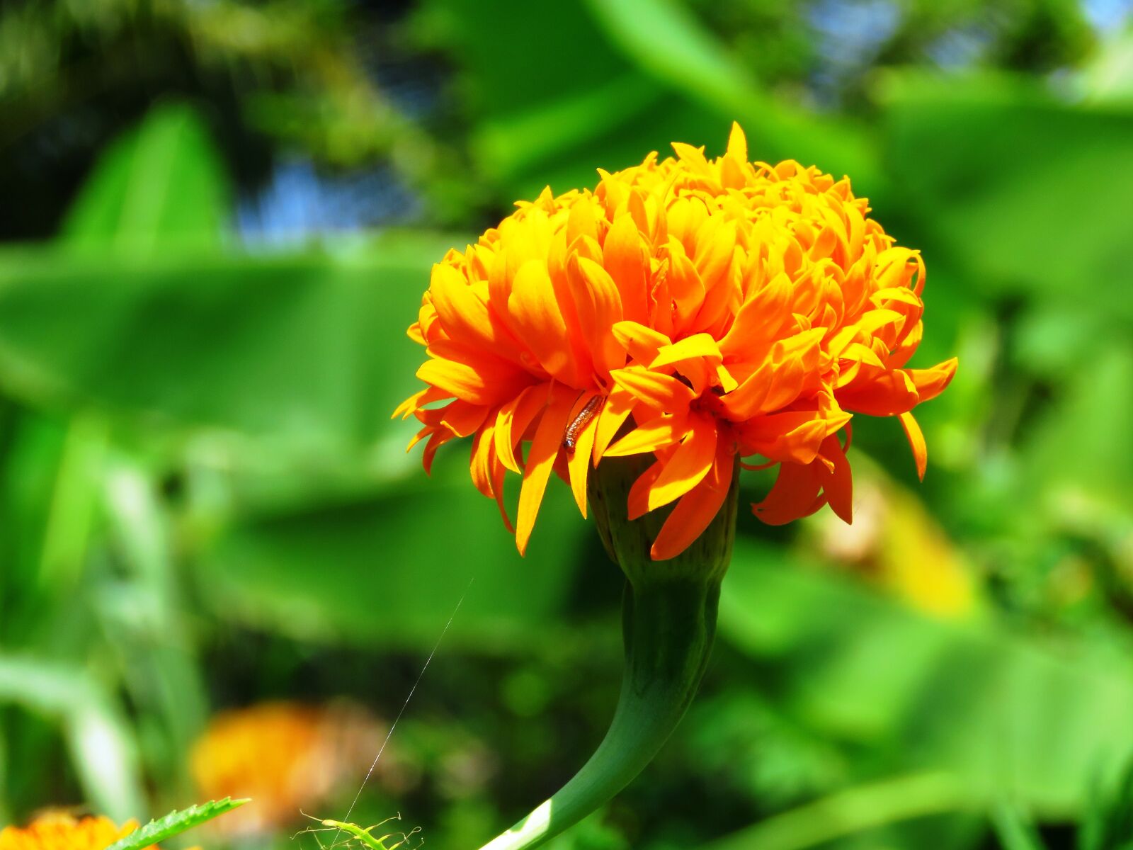 Canon PowerShot SX60 HS sample photo. Yellow, flower, fresh photography