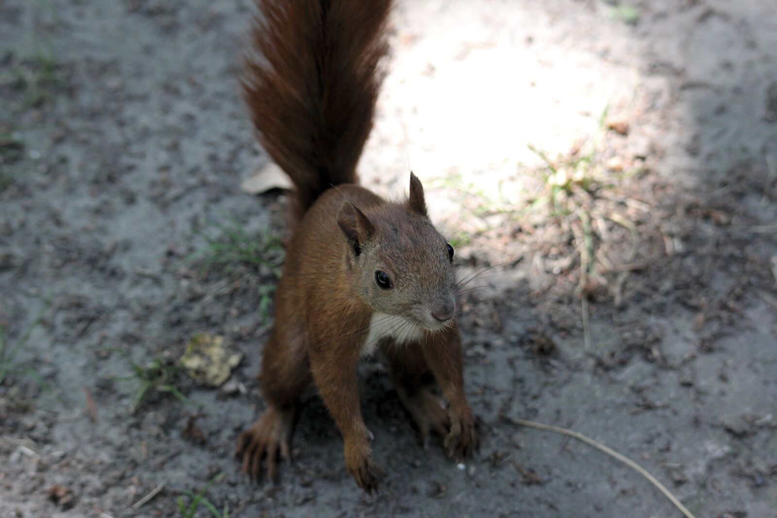 Canon EOS 550D (EOS Rebel T2i / EOS Kiss X4) sample photo. Squirrel, animal, outdoors photography