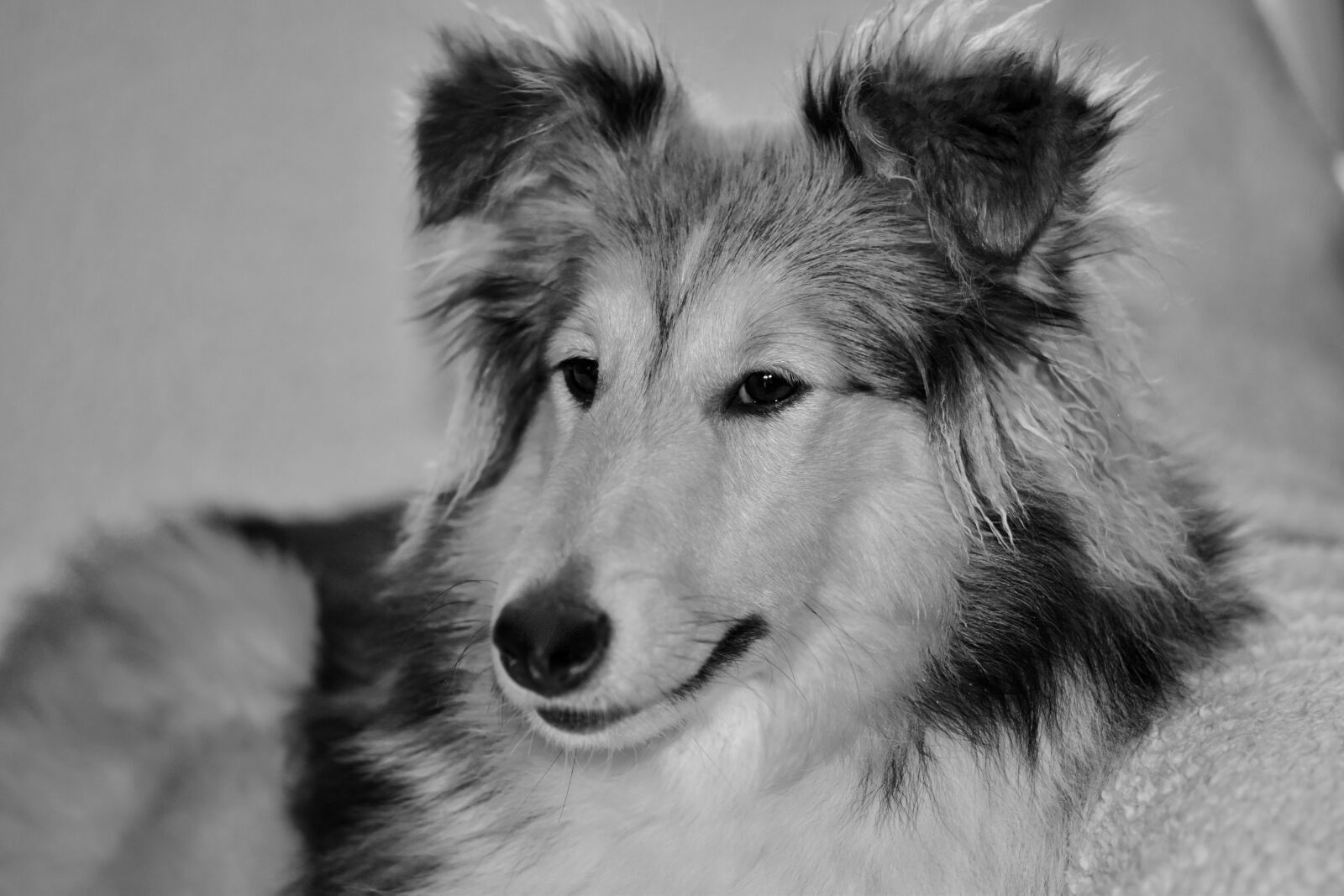 Nikon D5600 sample photo. Dog, pet, canine photography