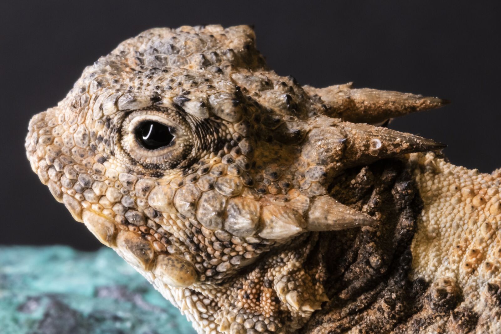 Canon EOS 77D (EOS 9000D / EOS 770D) + Canon EF 100mm F2.8 Macro USM sample photo. Horned toad, horned lizard photography