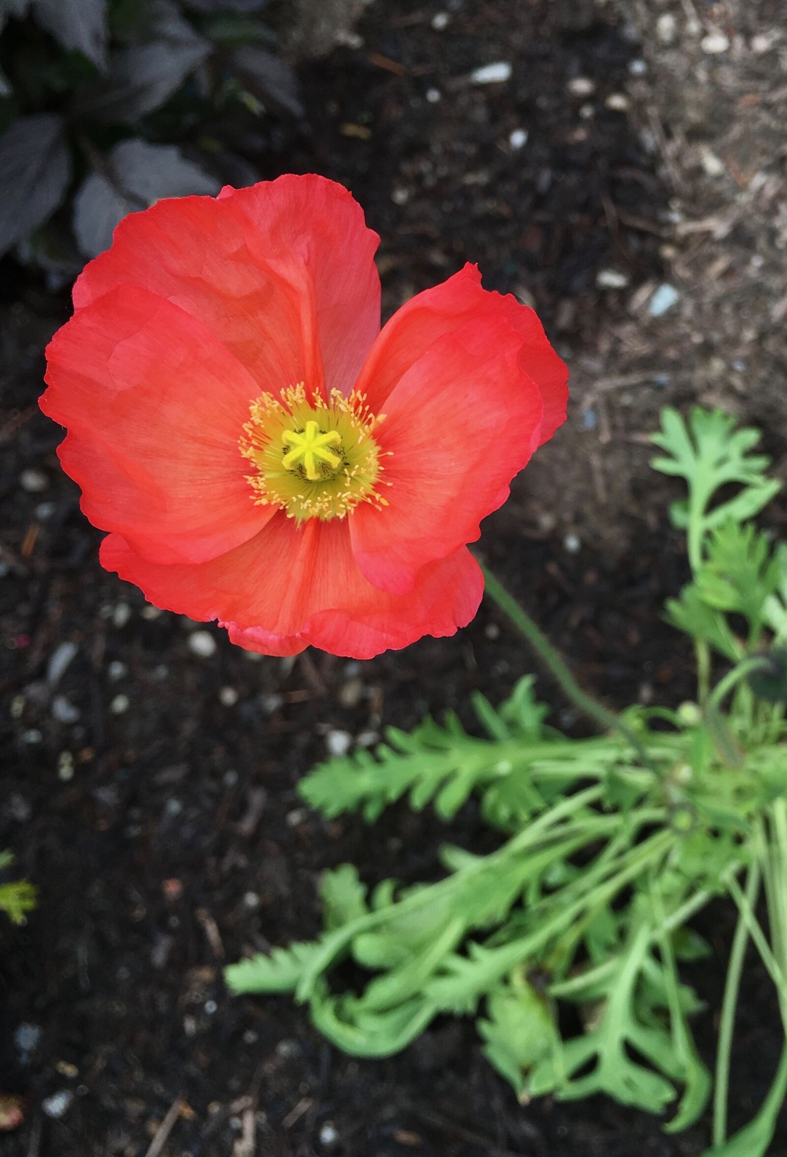 Apple iPhone 6s sample photo. Poppy, garden, gardening photography
