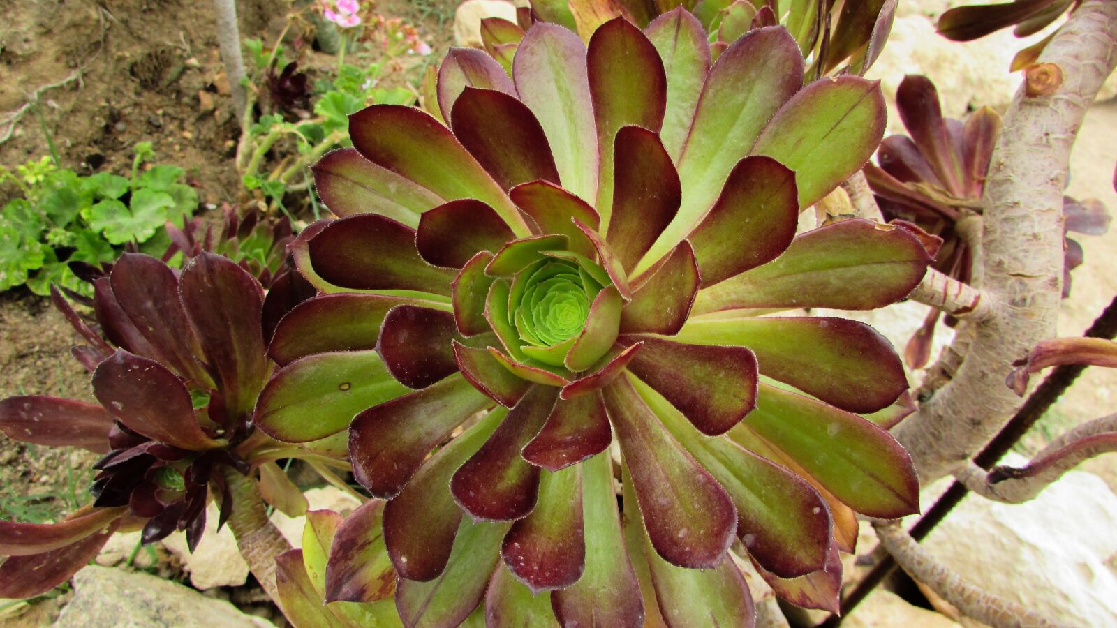 Canon PowerShot SX400 IS sample photo. Cyprus, plant, garden photography
