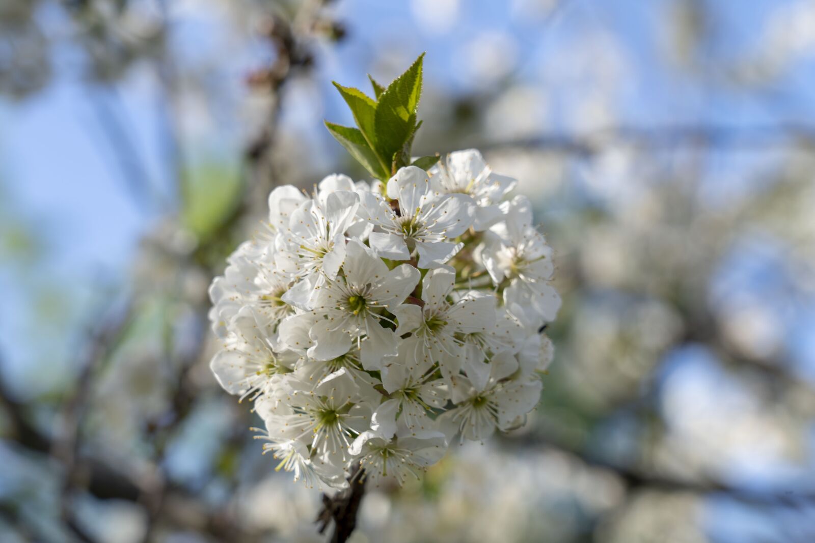 Sony FE 24-105mm F4 G OSS sample photo. Flowers, flower, nature photography