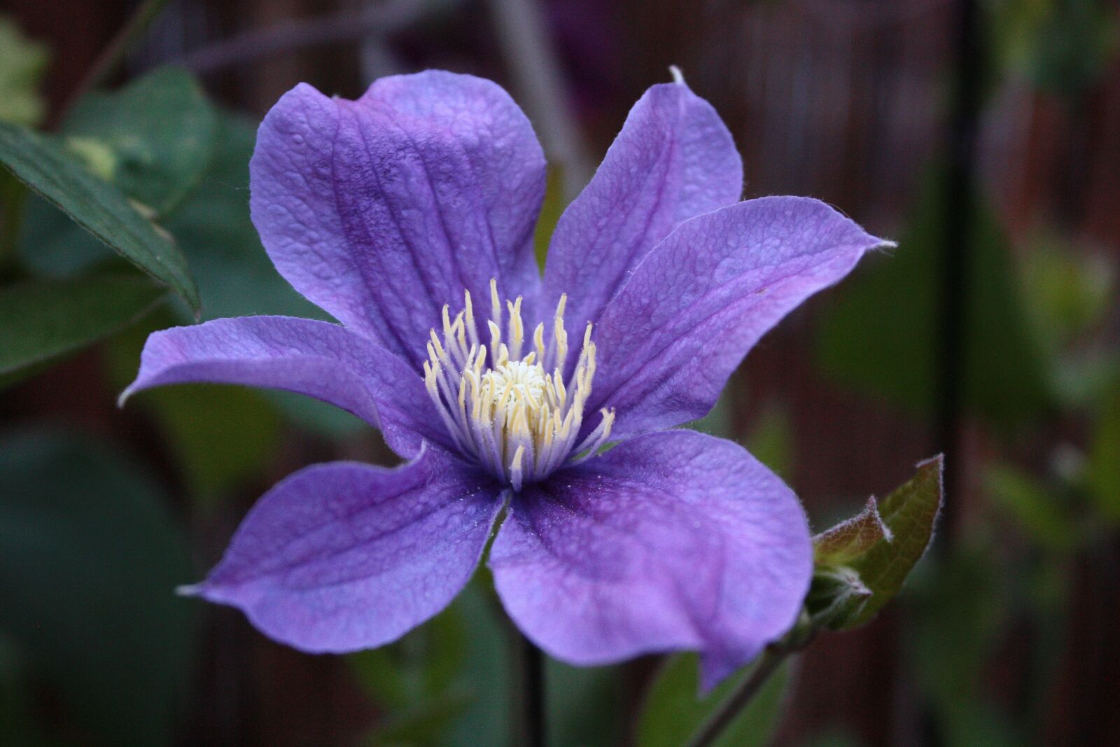 Canon EOS 450D (EOS Rebel XSi / EOS Kiss X2) sample photo. Clematis, blossom, bloom photography