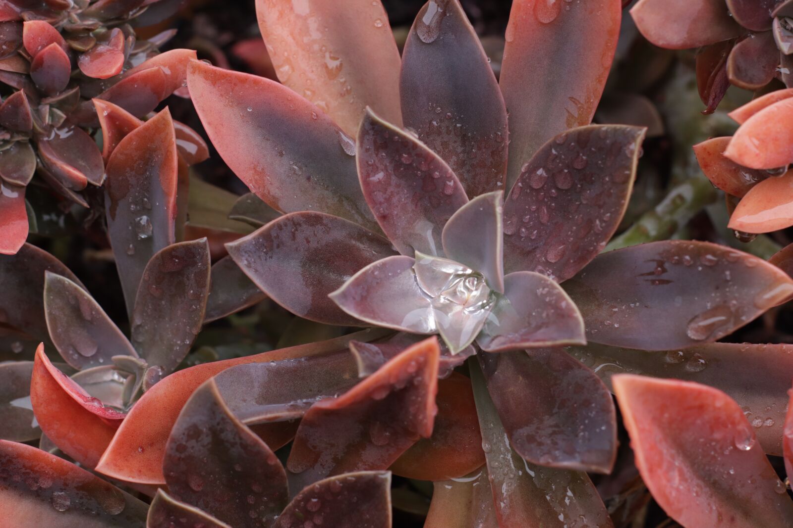 Canon EOS M50 (EOS Kiss M) sample photo. Succulent, graptoveria, plant photography