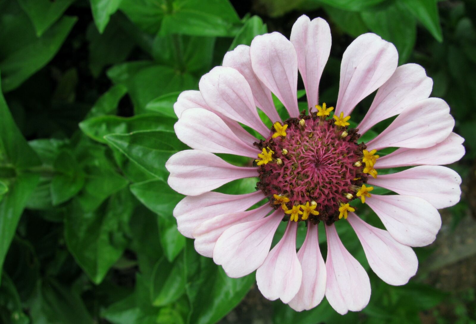 Canon PowerShot SX110 IS sample photo. "Flower, garden, petals" photography