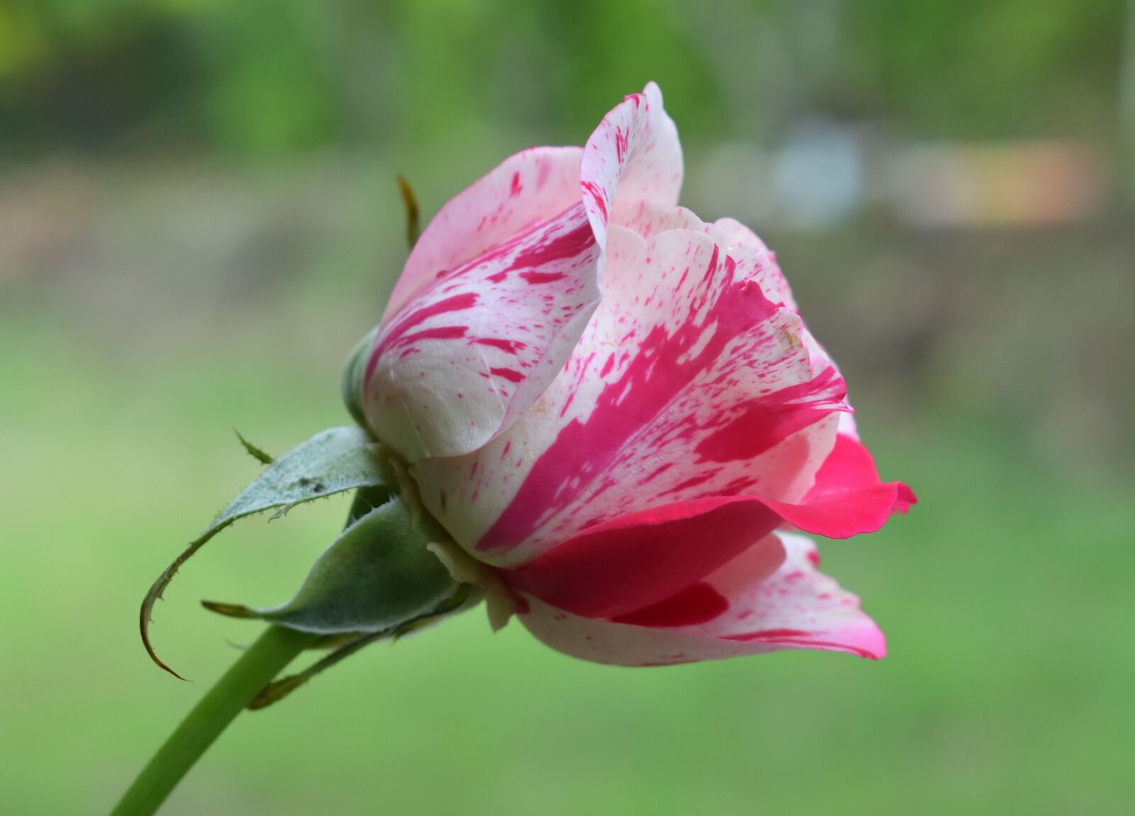 Nikon D5300 sample photo. Rosa, nature, flower photography