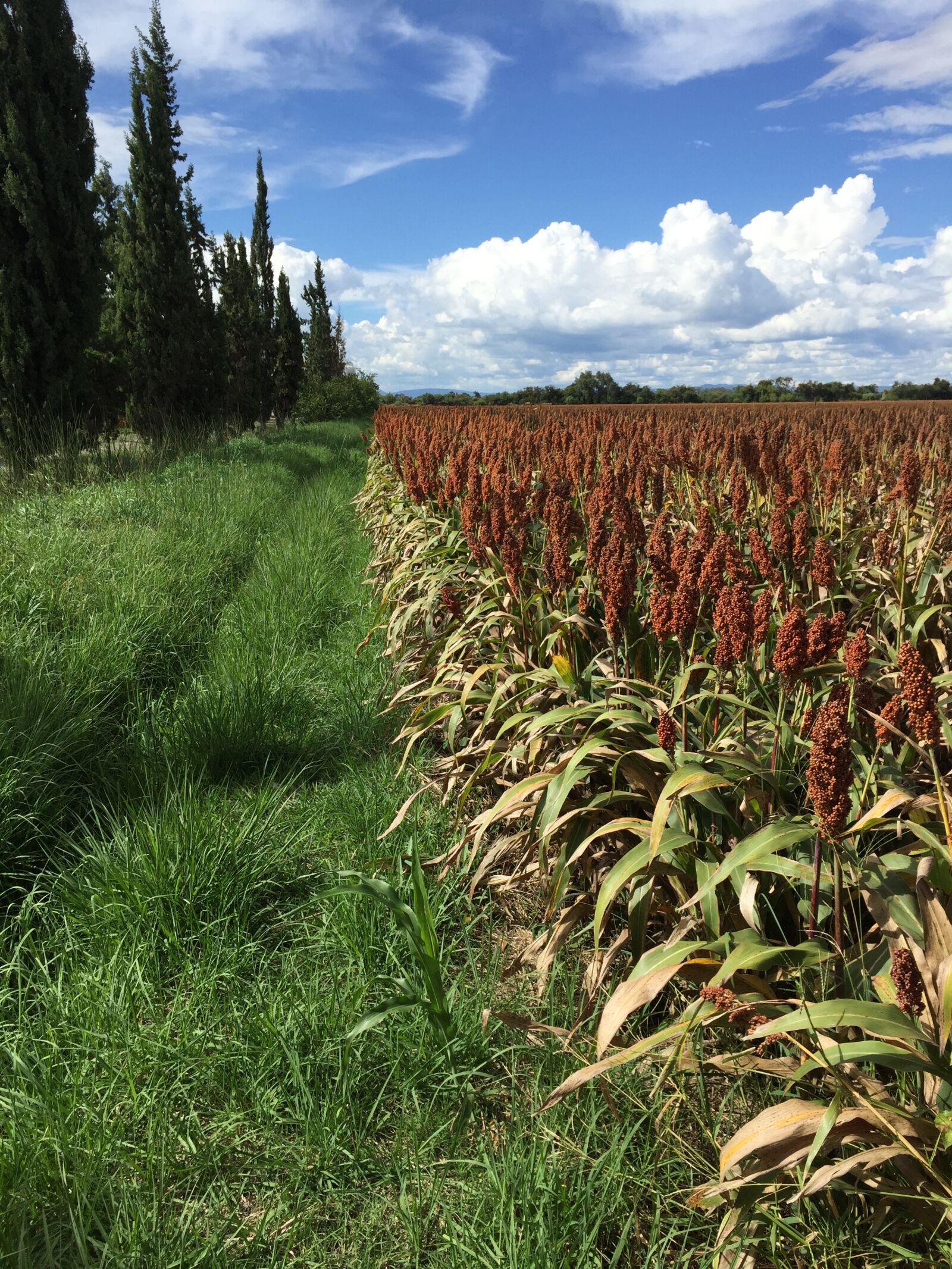 Apple iPhone 6 sample photo. Field, culture, cereals photography