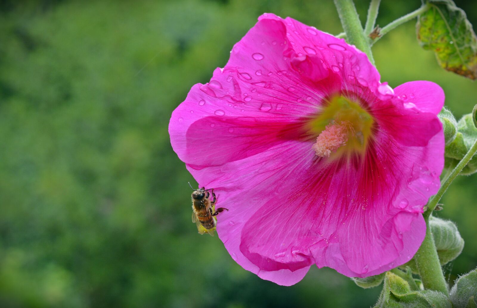 Nikon D5200 sample photo. Althaea rosea, blossom, bloom photography