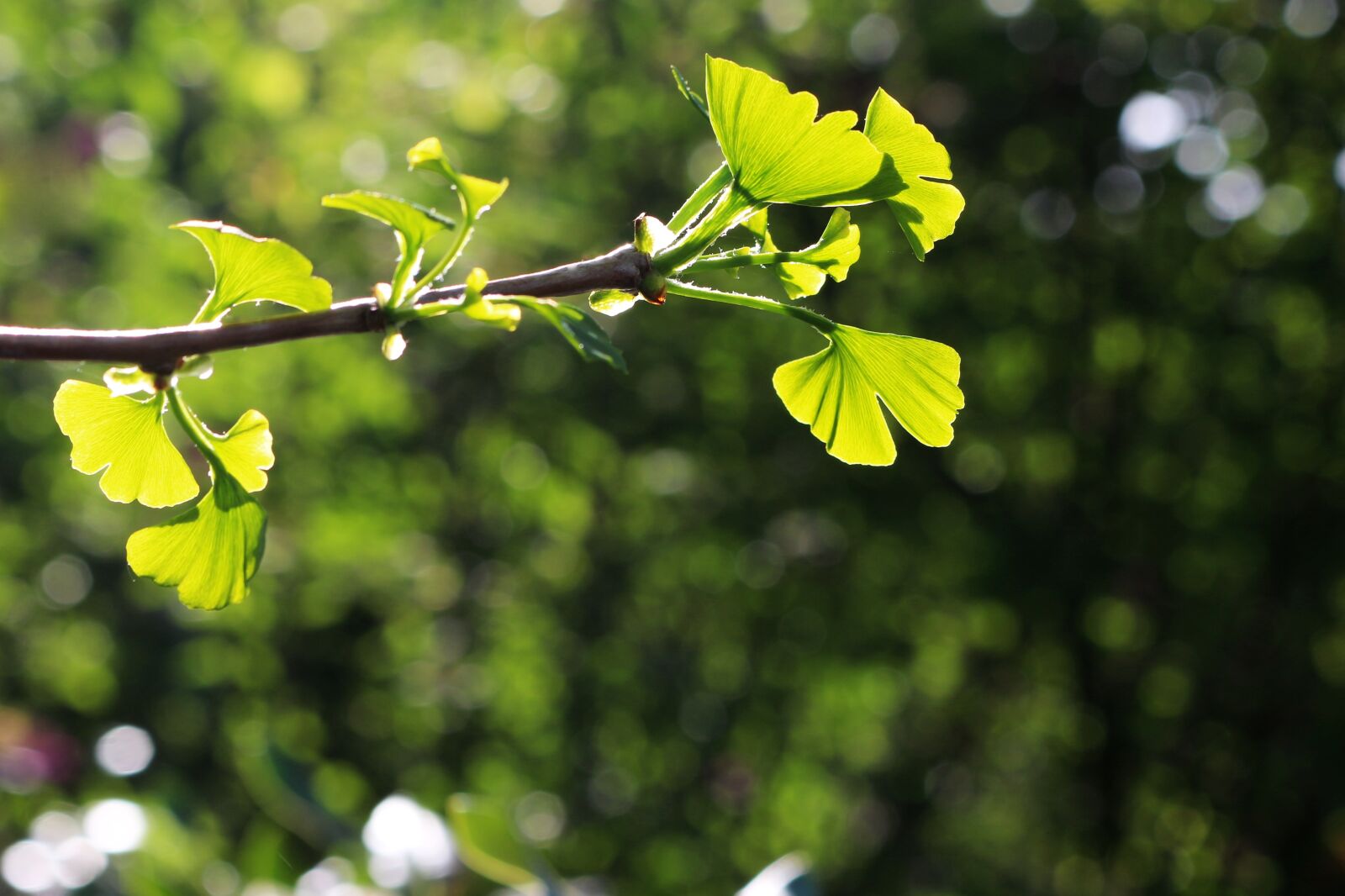 Canon EOS 700D (EOS Rebel T5i / EOS Kiss X7i) sample photo. Gingko, ginko, plant photography