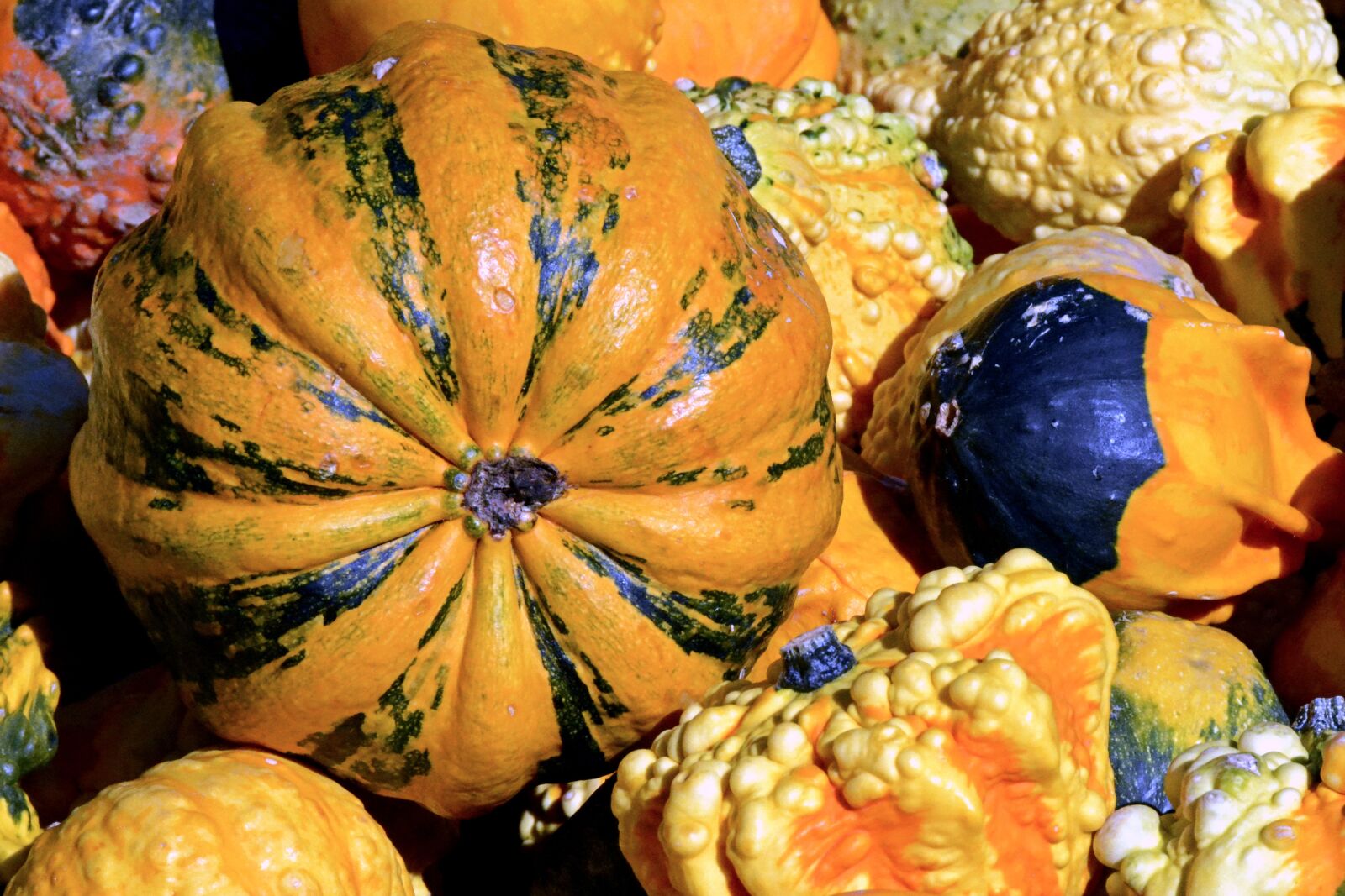 Nikon D7100 sample photo. Pumpkin, gourd, autumn photography