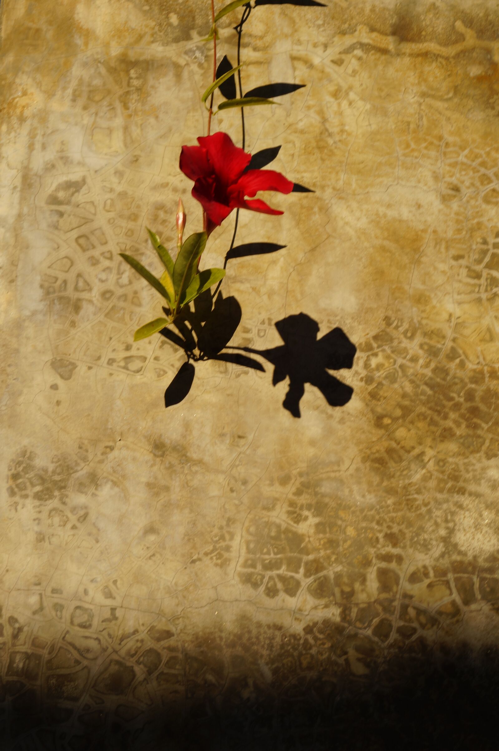 Sony SLT-A57 sample photo. Red flower, single flower photography