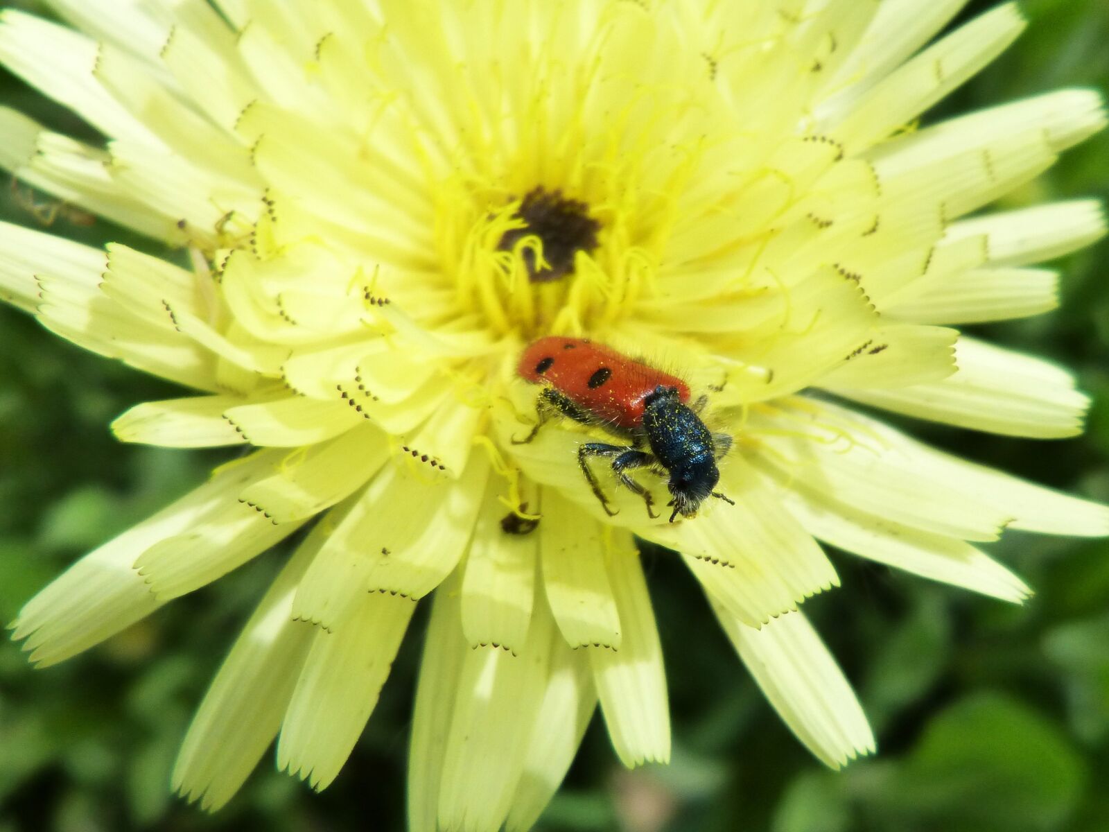Panasonic DMC-FZ62 sample photo. Mylabris quadripunctata, ladybug, beetle photography