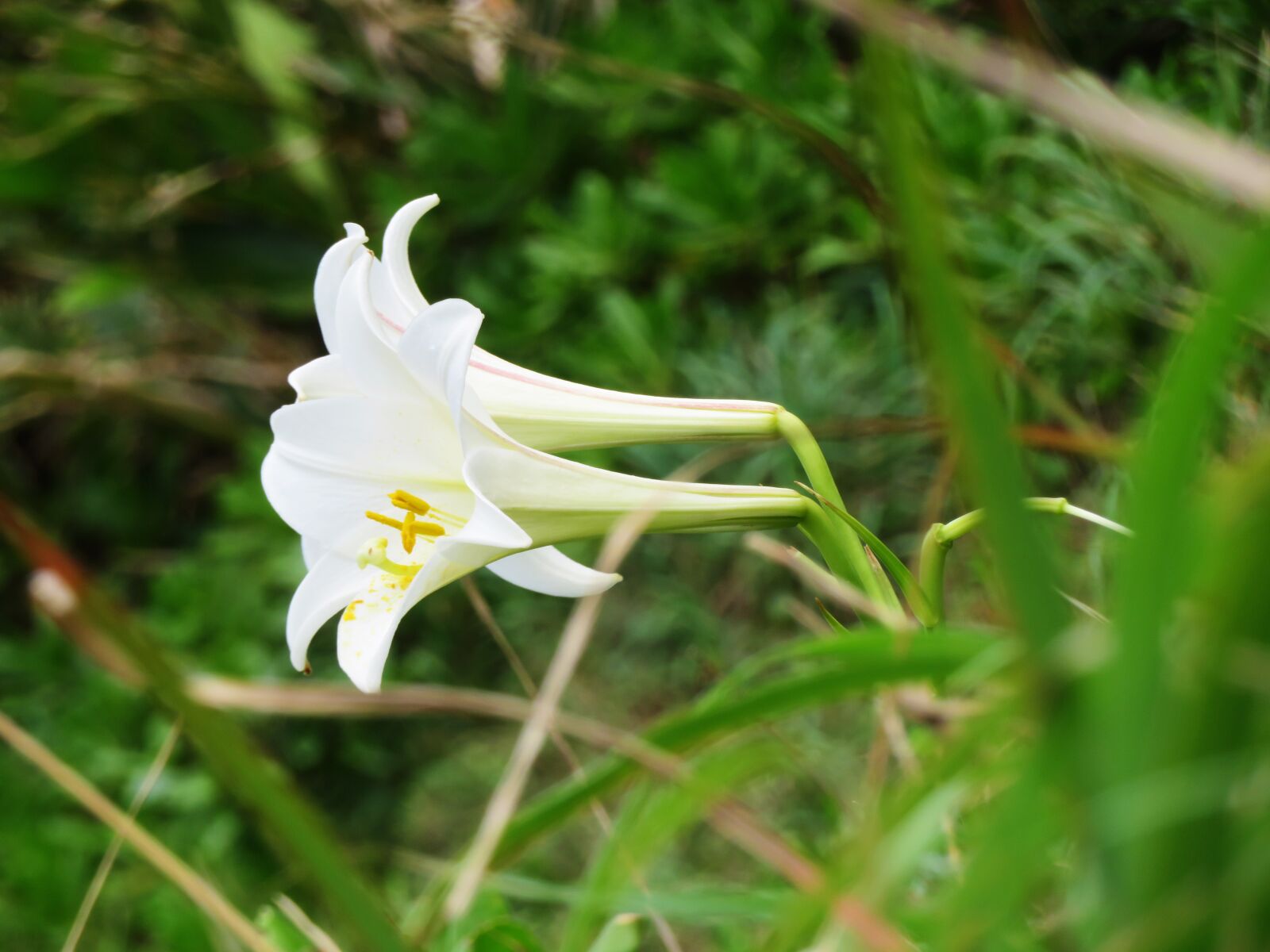 Canon PowerShot SX720 HS sample photo. Flower, lily, plant photography