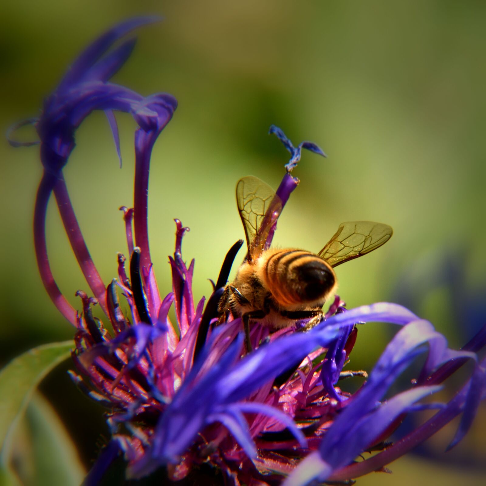 Nikon D5500 sample photo. Wild bee, knapweed, blossom photography