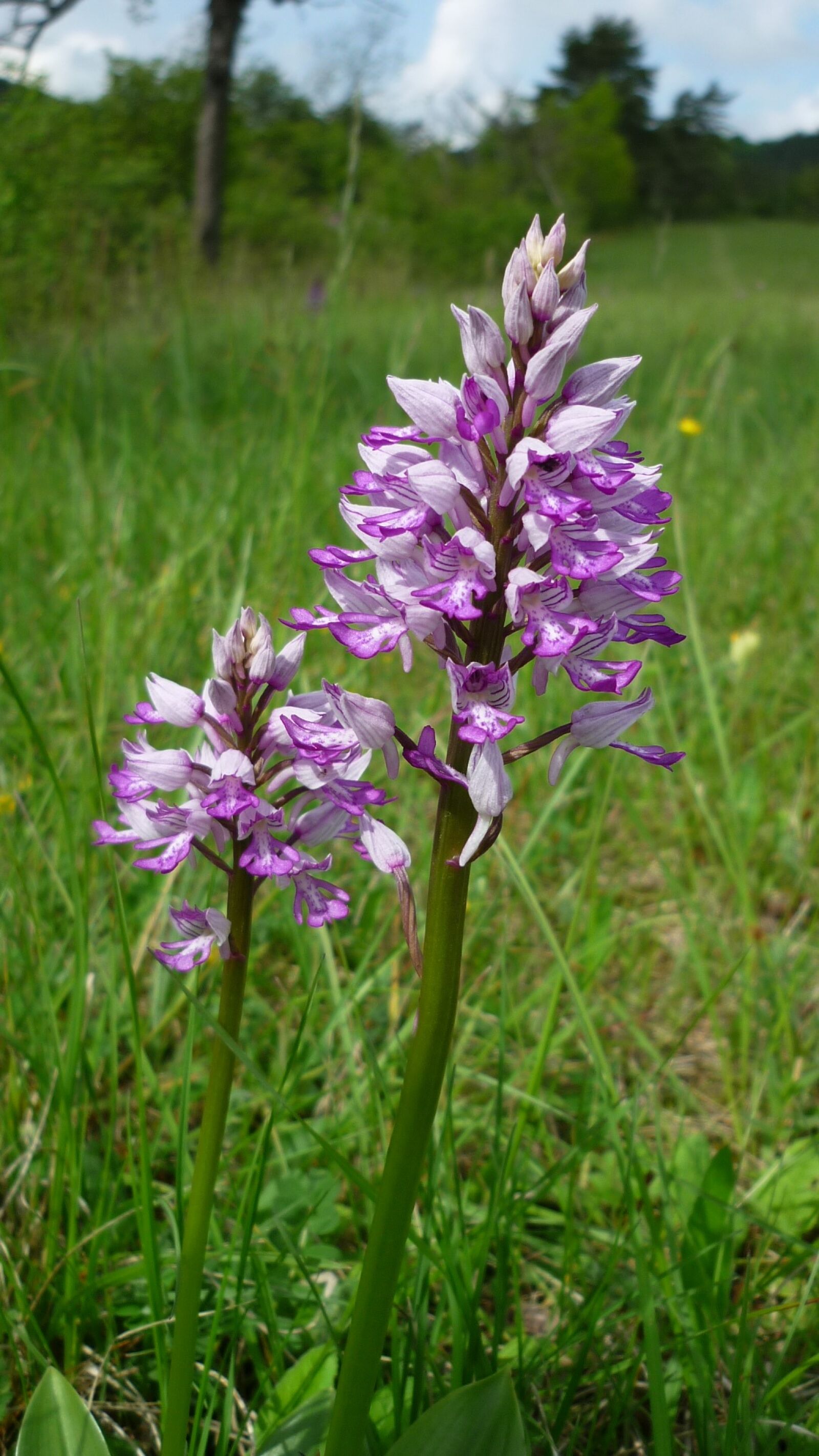 Panasonic Lumix DMC-FS6 sample photo. Military orchid, german orchid photography
