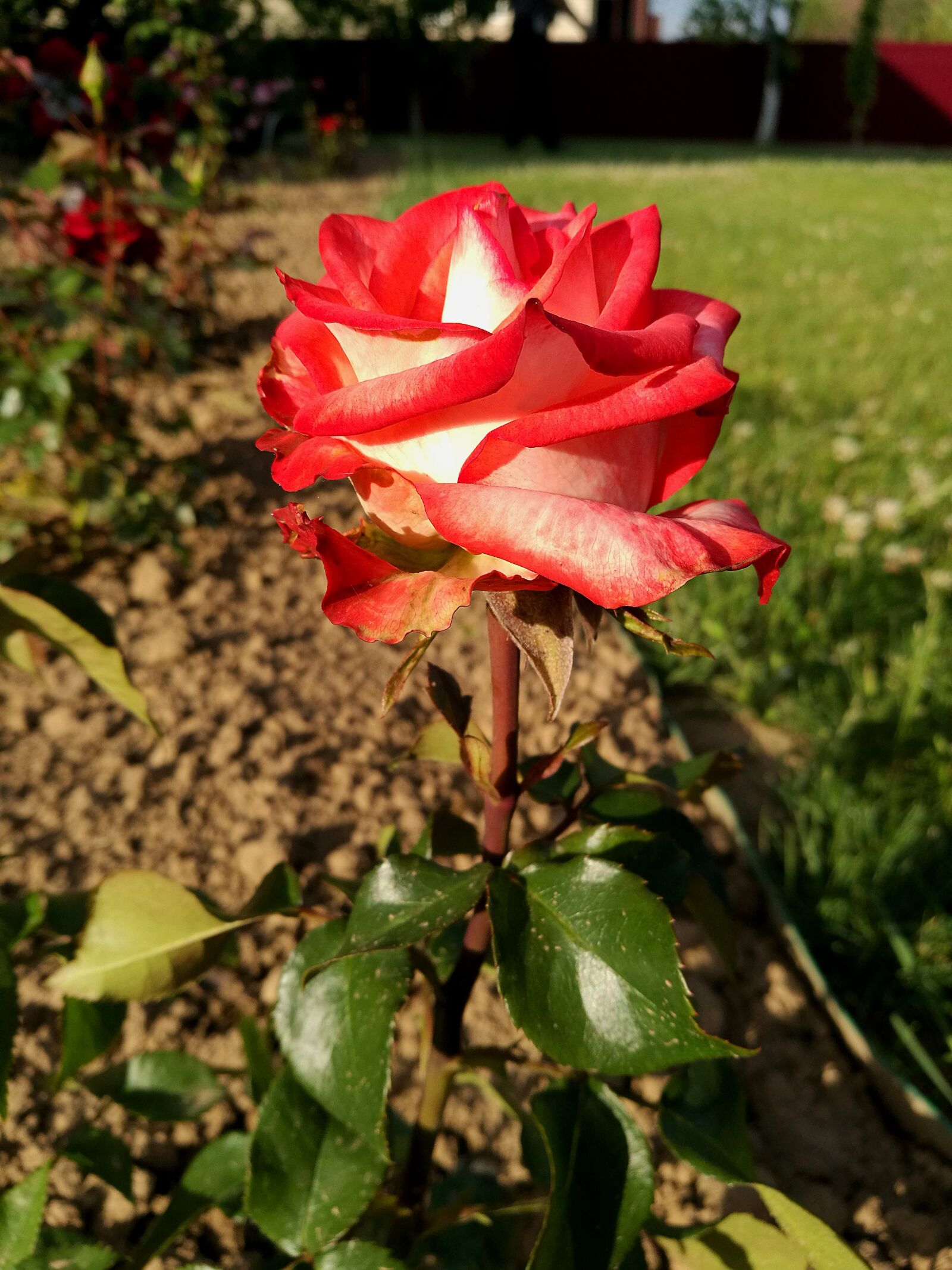 HUAWEI P9 sample photo. Rose, macro summer, beautiful photography