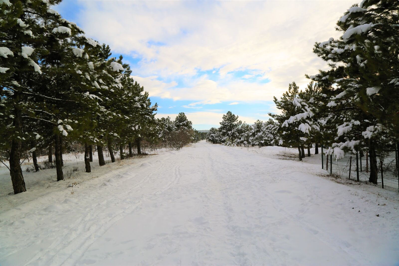 Canon EF 24-105mm F4L IS USM sample photo. Snow, winter, nature photography