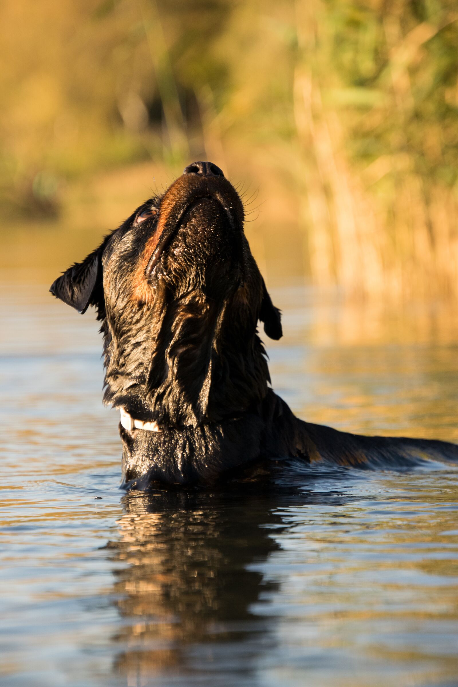 Nikon D3300 sample photo. Waters, nature, animal photography