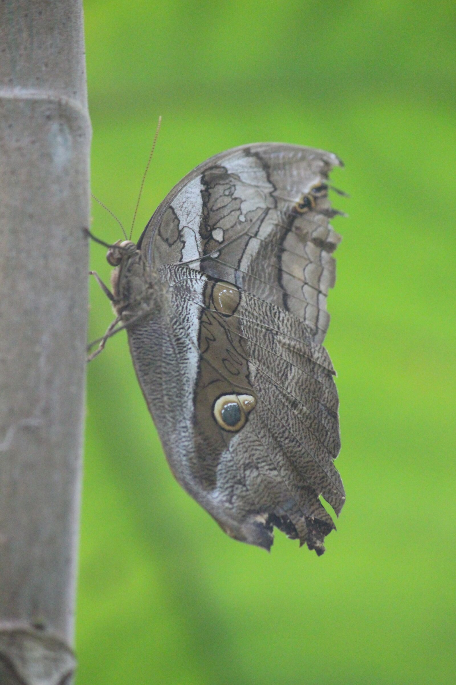 Canon EOS 700D (EOS Rebel T5i / EOS Kiss X7i) sample photo. Butterfly, brown, insect photography