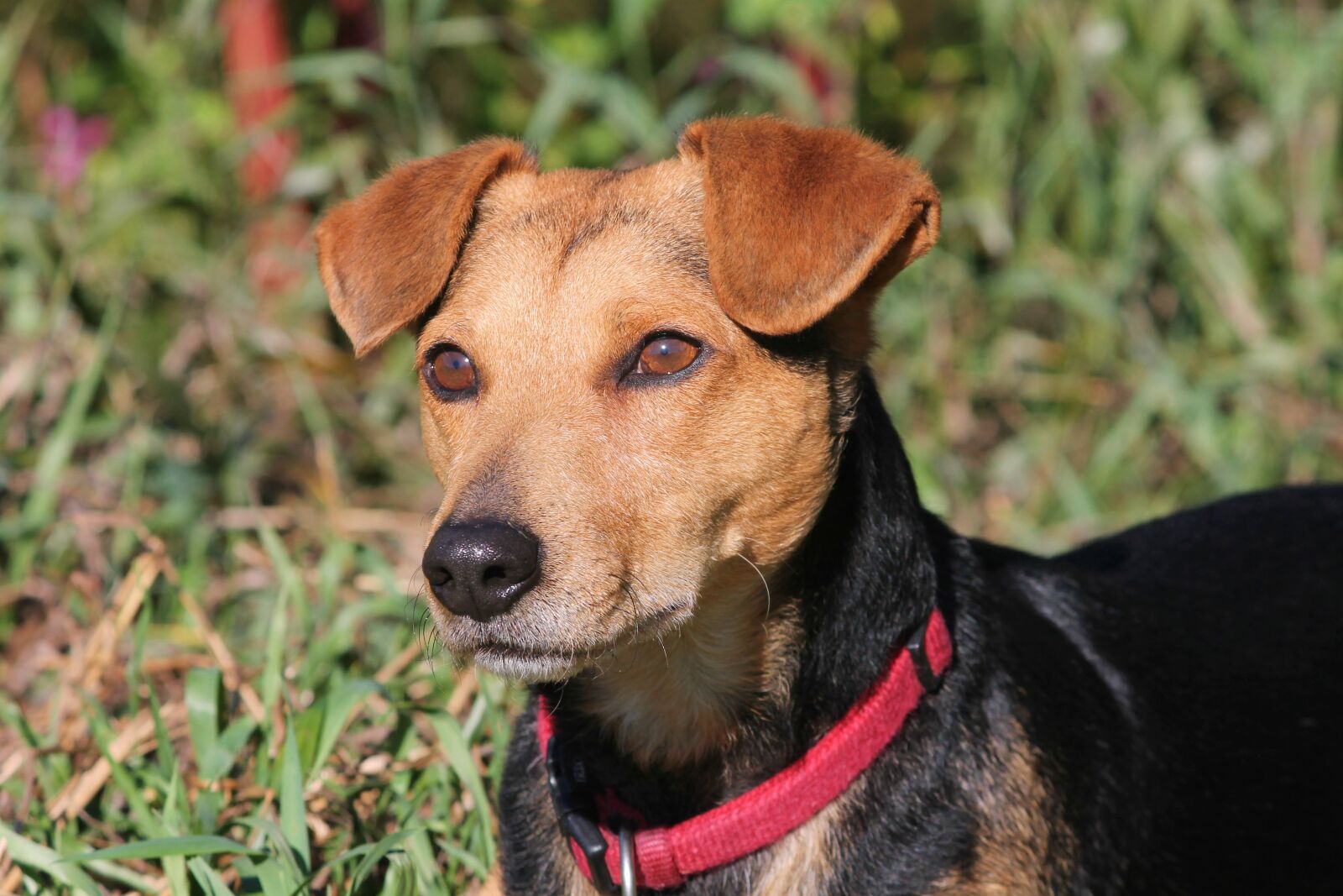 Canon EOS 1100D (EOS Rebel T3 / EOS Kiss X50) sample photo. Dog, hybrid, male photography