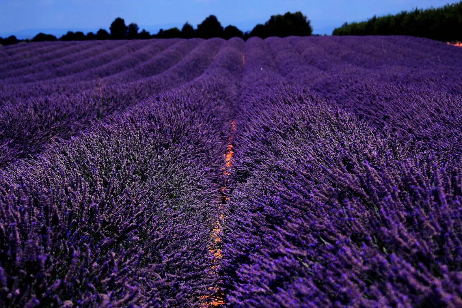 Canon EOS 550D (EOS Rebel T2i / EOS Kiss X4) sample photo. Lavender, field, night photography