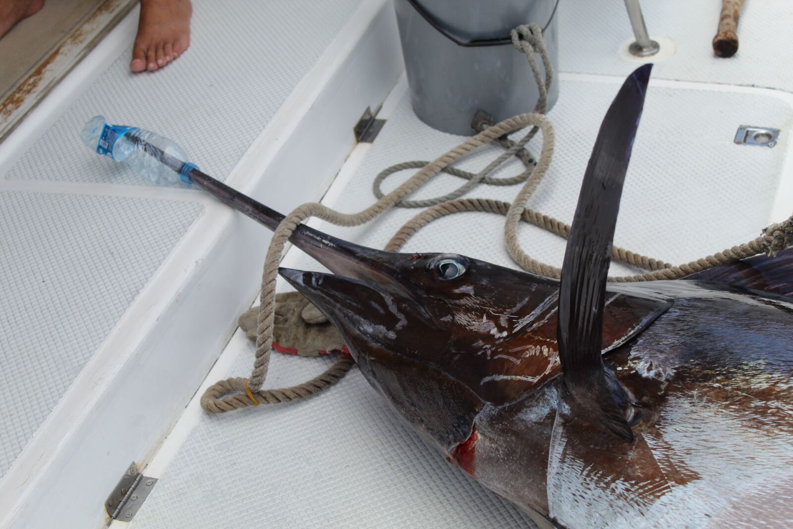 Canon EOS 4000D (EOS Rebel T100 / EOS 3000D) sample photo. Marlin, fishing, sea photography