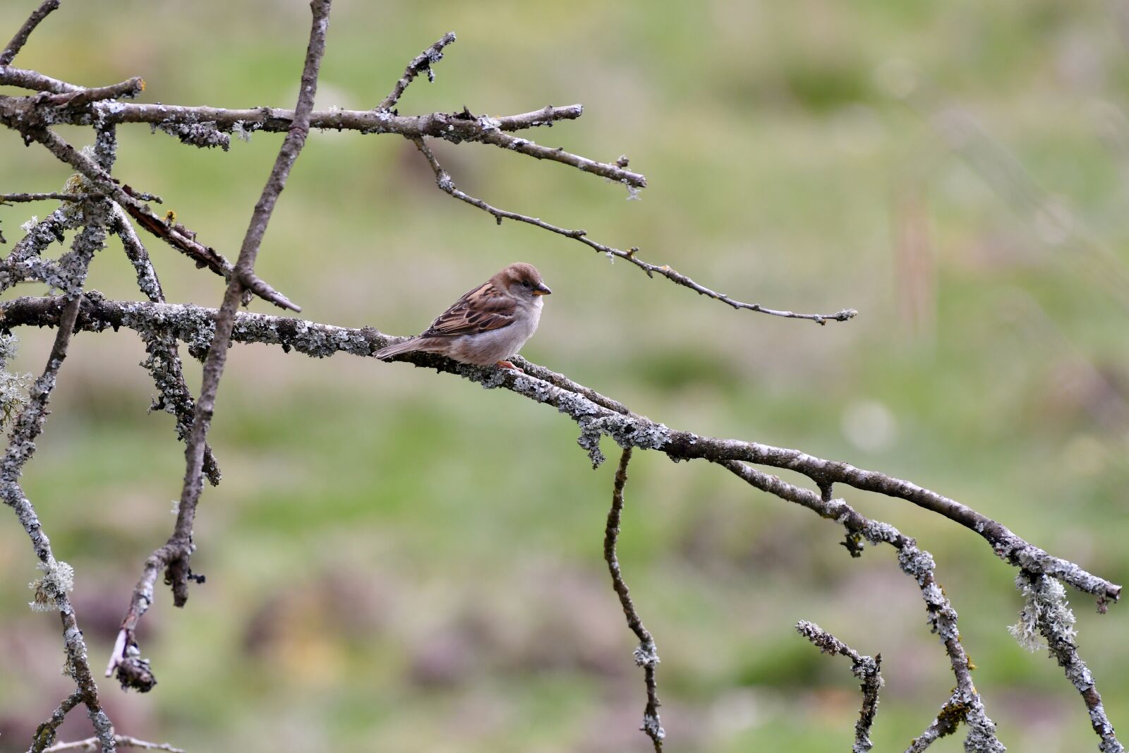 Nikon D500 sample photo. Mus, bird, plumage photography