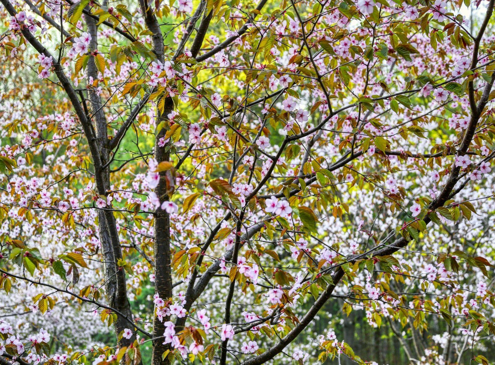 Canon EF 24-105mm F4L IS USM sample photo. Sakura, tree, spring photography
