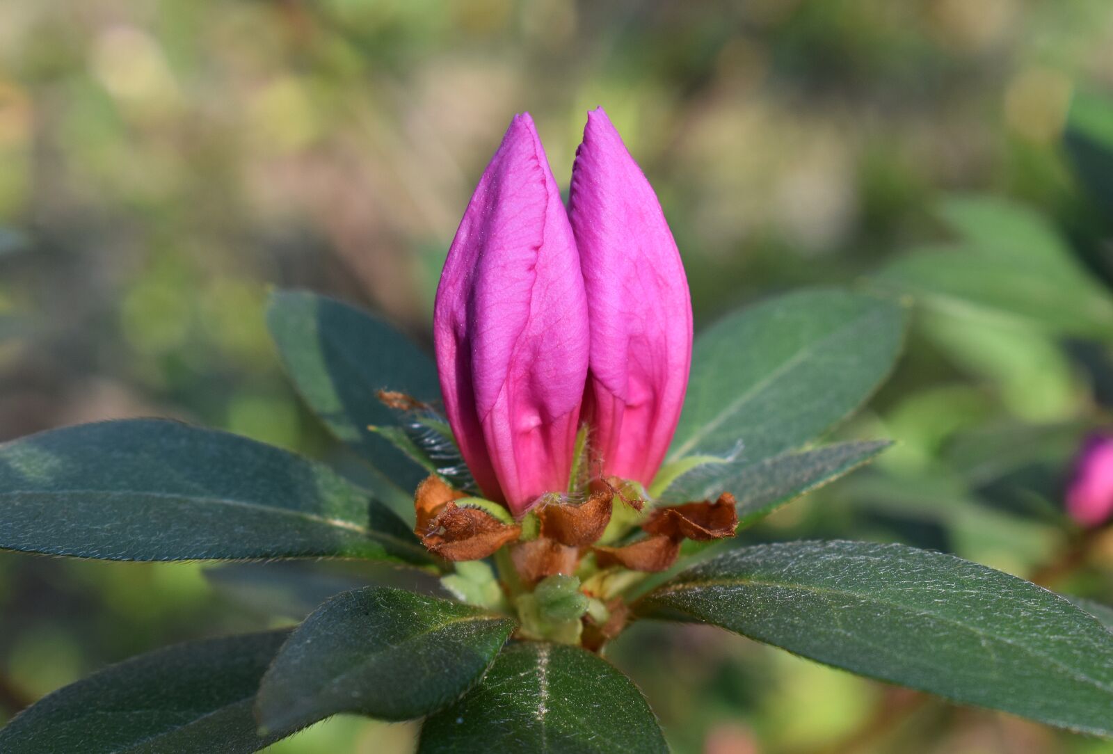 Nikon D3300 sample photo. Azalea blossom buds, azalea photography