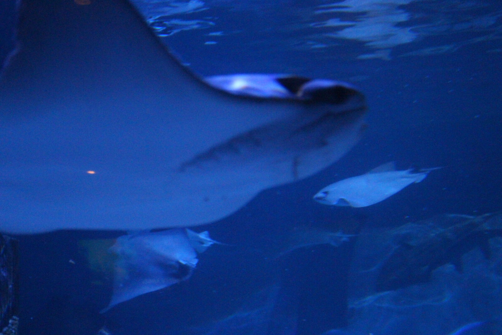 Canon EOS 700D (EOS Rebel T5i / EOS Kiss X7i) sample photo. Colorful, fish, pretty, shark photography