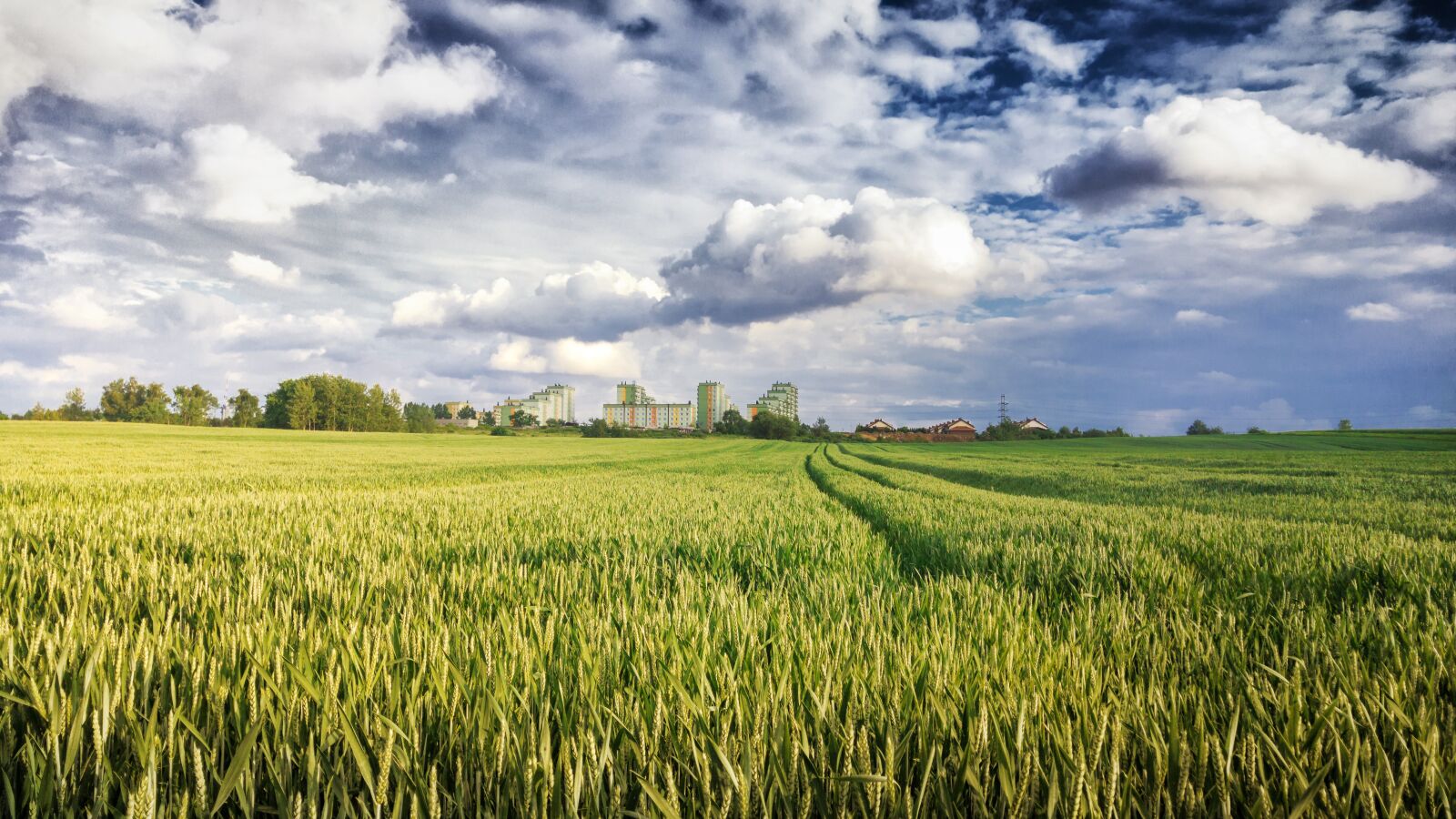 LG G4 sample photo. Field, rye, corn photography