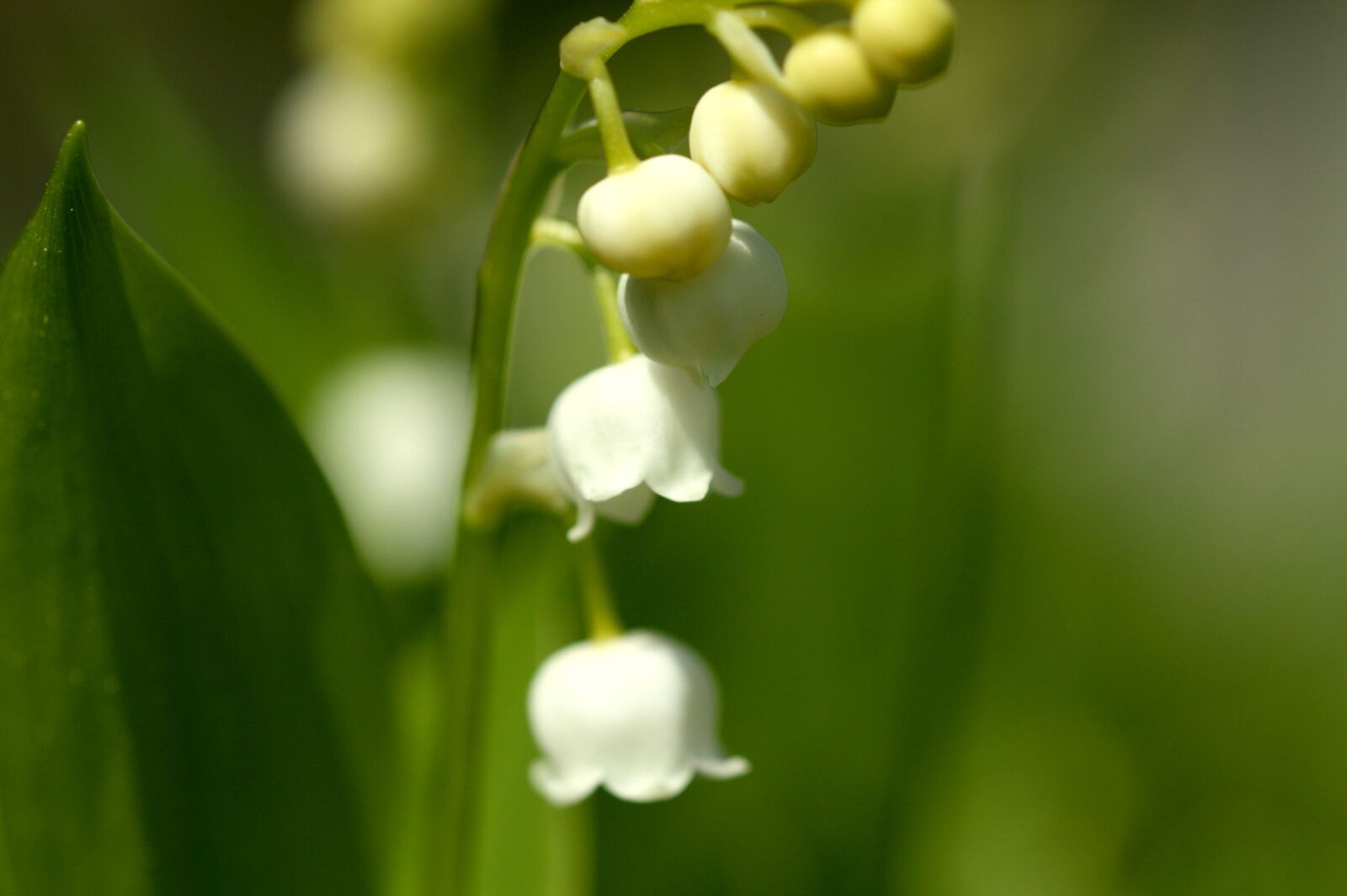 Canon EOS 450D (EOS Rebel XSi / EOS Kiss X2) sample photo. Lily of the valley photography